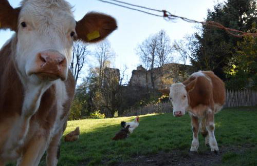 Hofrichter - Photo 38