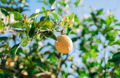 Tenuta Pizzi - Foto 12