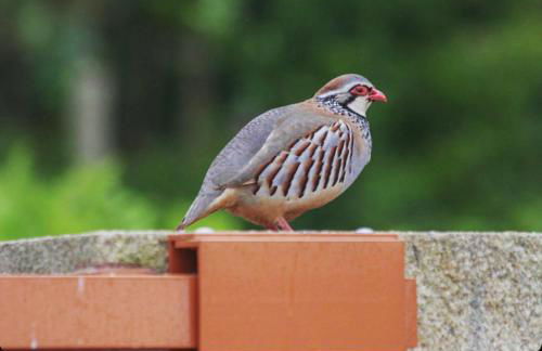 Quinta de Real - Foto 42