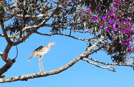 Chalé Colina - Foto 69