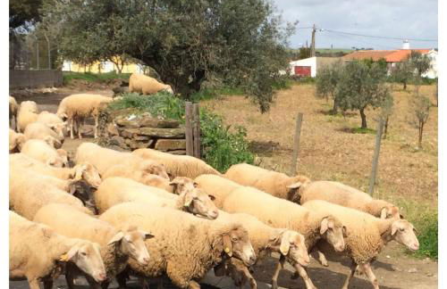 Casa da Comadre - Casas de Taipa - Foto 26