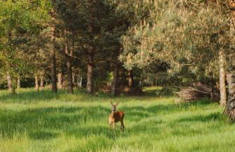Hidden Base - romantyczna leśna kryjówka - Photo 24