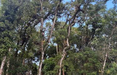 Chácara Canto do Galo - Foto 15