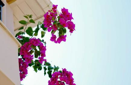 Bella Meliti - Foto 19