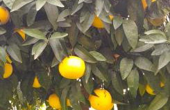 Pelion Malaki- Casa Verde - Foto 78