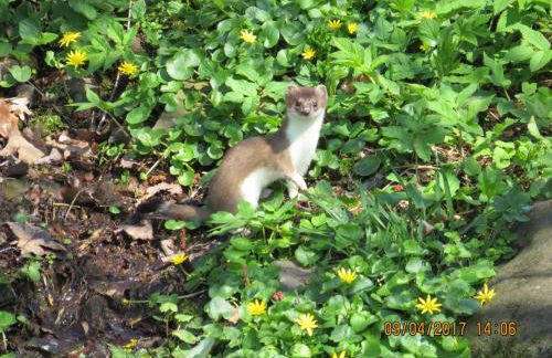 Ferienwohnung Csilla 2 - Foto 35