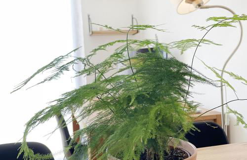 Casa Verde by La Boîte En Plus - Foto 21