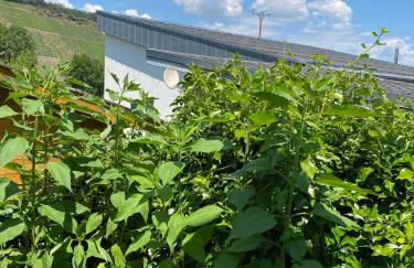 FeWo Sonnenlay - Apartments an der Mosel - Foto 36