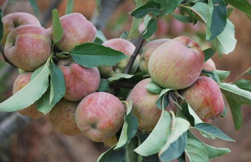 Casa Rural Las Llanadas - Foto 40