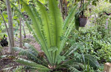 Eco Friendly Secluded OceanView Pool near Key West - Foto 58