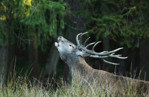 Gîte du Parc Animalier de Boutissaint - Foto 18