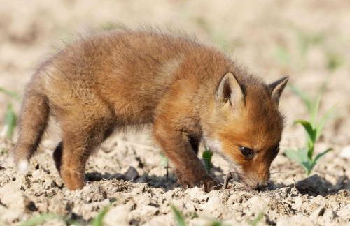 Maison tout inclus avec sauna à venir - Animaux acceptés - FR-1-497-258 - Foto 25