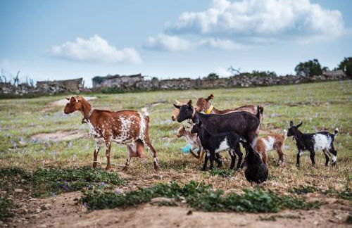 Recanto d'Aldeia - Foto 26