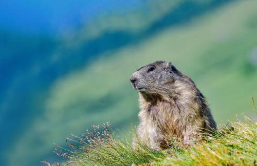 Panorama des Cimes - T3 avec Sauna privé et Vue imprenable sur la Station - Foto 24