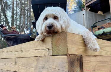 The cozy Lazy Laurel with year-round mountain views, hot tub, fire pit - Foto 24