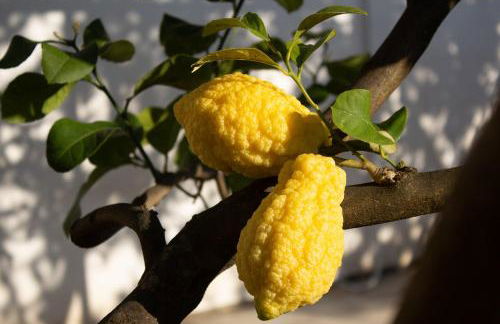 Masseria Pezze Galere Piscina privata - Foto 60