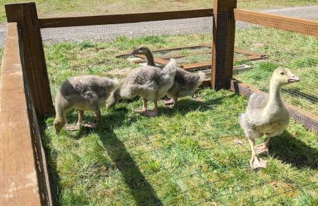 L'Angeberdière - Foto 23