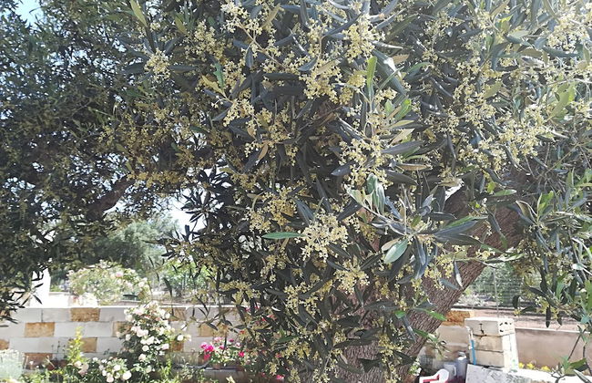 Trullo Alessandro e Villa Raffaela - Foto 64