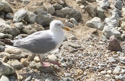 Le cottage de Gabriel Front de mer - Photo 57