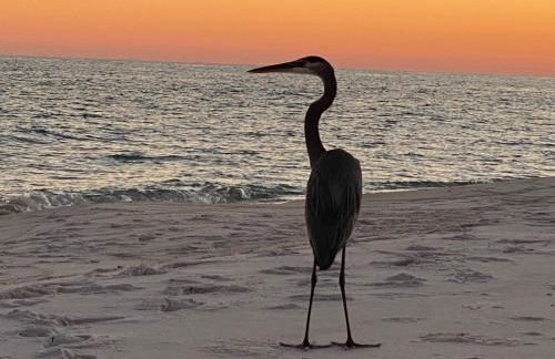 Pensacola Beach Gulf-Front 2BR Condo with Pool & Hot Tub - Photo 38
