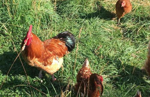 Ferienhof Weber Nieratz - Foto 40