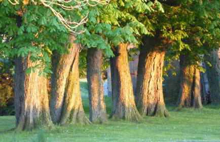 Ferienhaus Gut Rattelvitz Insel Rügen - Foto 46