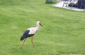 domek skandynawski nr 1 - Foto 45