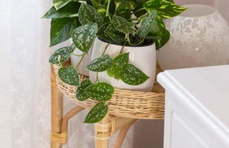 Casa Alegria - Photo 12