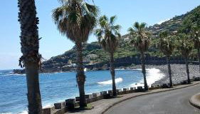 Lazy Lizard by the Ocean - Foto 3