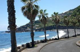 Lazy Lizard by the Ocean - Foto 21