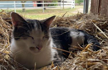 Ferienhof Kunzog - Foto 32