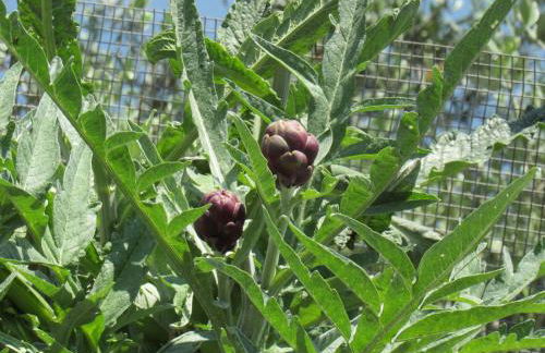 Casa Vacanze Il Libeccio - Foto 52