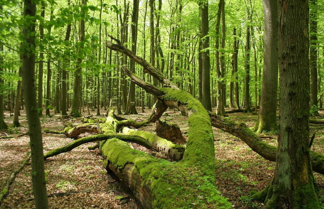 Apartment in Lonau Near Harz Mountains - Foto 15