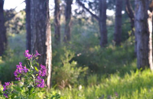 La villa dans les pins - Photo 19