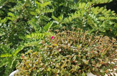 Casa vacanze "Il Carrubo" - Foto 9