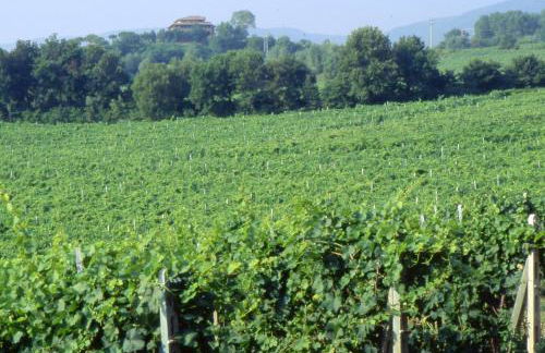 Agriturismo Palazzo Bandino - Wine cellar, on reservation restaurant and spa - Foto 13