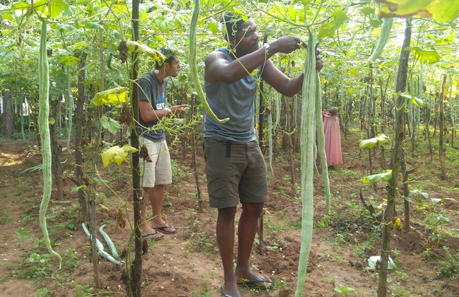 Araliya Self Cooking Resort Dambulla - Foto 21