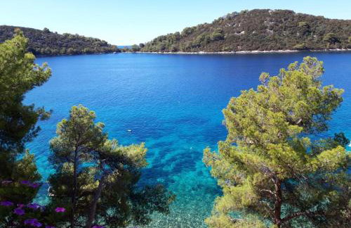 Pine Tree Apartment Zanetic - Photo 4