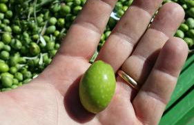 Masseria Case Damma - Photo 86