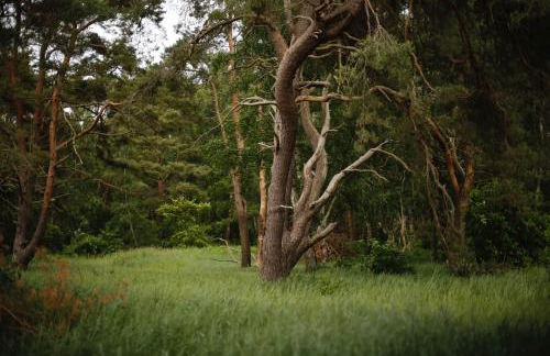 Waldhaus am Meer - Foto 11