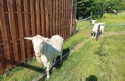 Chatka Święty Spokój - Foto 28