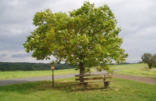 Eifelcottage Stork's Nest - Foto 16