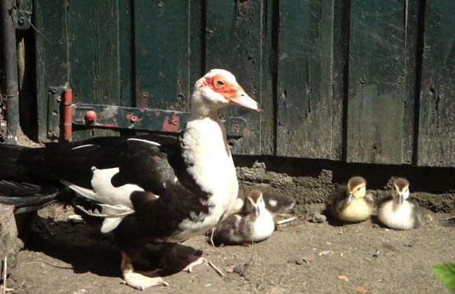 Cozy Holiday Home in Bergen op Zoom With Garden - Foto 75