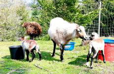 Ferienwohnung Dörnberg erleben mit Tiere bei Winterberg - Foto 16