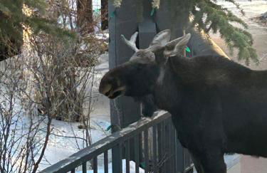 Lenawee 1728 by SummitCove Lodging - Foto 35