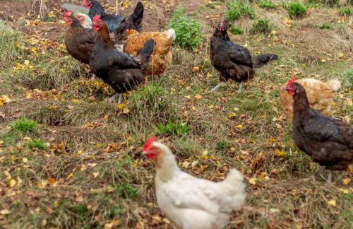 2 Bed in Abergavenny oc-90235 - Photo 21