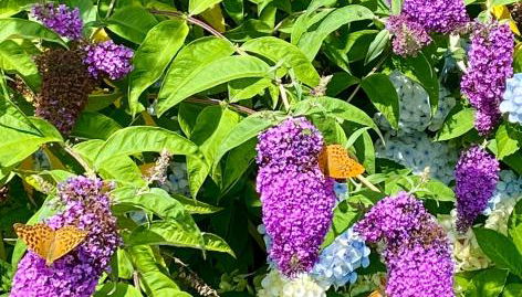 Home in Champagnac La Riviere with shared pool - Foto 5