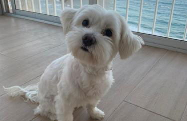 Apartamento Veracruz - Primera Linea de Playa - Foto 33