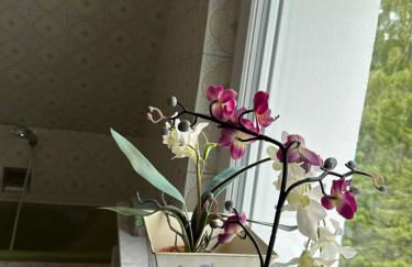 kukione Ferienwohnung - Foto 28