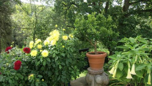 Ferienhaus Haus am Wald - Foto 4, Garden